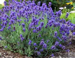 Sweet Romance Lavender Plant, English Lavender
Proven Winners
Sycamore, IL
