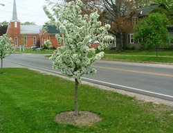Sweet Sugar Tyme Crabapple, Malus, Crabapple Tree
Proven Winners
Sycamore, IL