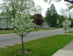 Sweet Sugar Tyme Crabapple Tree, Malus 'swesutyzam', Crabapple Tree
Proven Winners
Sycamore, IL
