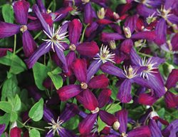 Sweet Summer Love Clematis, Purple Flower, Flowering Vine
Proven Winners
Sycamore, IL