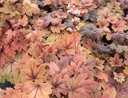 Sweet Tea Heucherella, Foamy Bells
Shutterstock.com
New York, NY