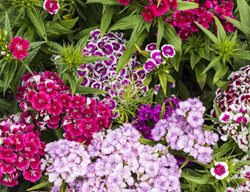 Sweet William, Dianthus Barbatus
Shutterstock.com
New York, NY