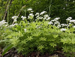 Sweet Woodruff, Galium Odoratum, Ground Cover
Shutterstock.com
New York, NY