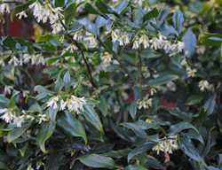 Sweetbox Shrub, Sarcococca Confusa
Garden Design
Calimesa, CA