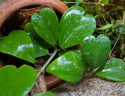 Sweetheart Hoya, Hoya Kerrii
Proven Winners
Sycamore, IL