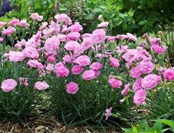 Sweetie Pie Dianthus, Pink Perennial Flowers
Proven Winners
Sycamore, IL