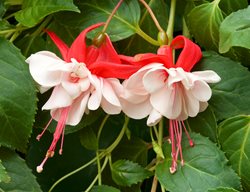 Swingtime Fuchsia, Fuchsia Flower, Pink And White Flower
Garden Design
Calimesa, CA