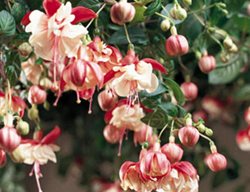 Swingtime Fuchsia, Hybrid Fuchsia
Proven Winners
Sycamore, IL