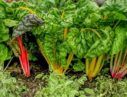 Swiss Chard, Growing Swiss Chard, Colorful Vegetable
Shutterstock.com
New York, NY