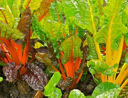 Swiss Chard, Winter Crops
Garden Design
Calimesa, CA