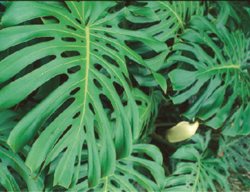 Swiss Cheese Plant
Garden Design
Calimesa, CA