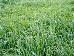 Switchgrass For Biofuel, Panicum Virgatum, Biofuel
Shutterstock.com
New York, NY
