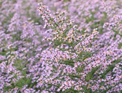 Symphyotrichum Ericoides, Lovely, Soft Pink Flower, Heath Aster
Garden Design
Calimesa, CA