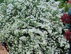 Symphyotrichum Ericoides, Snow Flurry, Heath Aster, White Flower
Garden Design
Calimesa, CA