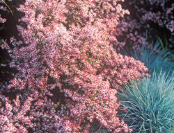 Symphyotrichum Lateriflorum, Prince, Bushy Plant, Light Pink Flower
Garden Design
Calimesa, CA