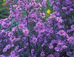 Symphyotrichum Leave, Calliope, Smooth Blue Aster
Garden Design
Calimesa, CA