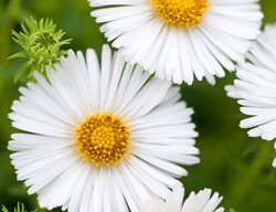 Symphyotrichum Novae-Angliae, Herbstschnee, White Flower
Garden Design
Calimesa, CA
