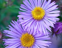 Symphyotrichum Novae-Angliae, Mrs St Wright, Lilac Flowers
Garden Design
Calimesa, CA