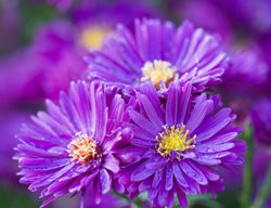 Symphyotrichum Novae-Angliae, Purple Dome, New England Aster, Deep Purple Flower
Garden Design
Calimesa, CA