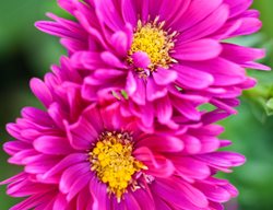 Symphyotrichum Novi-Belgii, ‘carnival’, Magenta Flower
Garden Design
Calimesa, CA