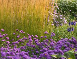 Symphyotrichum Novi-Belgii, Coombe Violet, Violet-Purple Flowers, Semi-Double Flowers, Tall Grass
Garden Design
Calimesa, CA