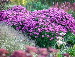Symphyotrichum Novi-Belgii, ‘jenny’, New York Aster, Purple Flower
Garden Design
Calimesa, CA