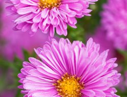 Symphyotrichum Novi-Belgii, Patricia Ballard, Purple-Pink Flower, Double Flower
Garden Design
Calimesa, CA