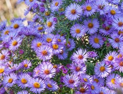 Symphyotrichum Oblongifolium, October Skies, Purple-Blue Flower
Garden Design
Calimesa, CA