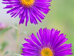 Sympnyotrichum Novae-Angiae, Helen Picton, New England Aster, Purple Flower
Garden Design
Calimesa, CA