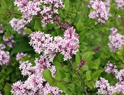 Syringa Meyeri Palibin, Dwarf Korean Lilac, Flower
Shutterstock.com
New York, NY