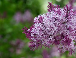 Syringa Penda, Bloomerang, Purple Lilac, Flower
Alamy Stock Photo
Brooklyn, NY
