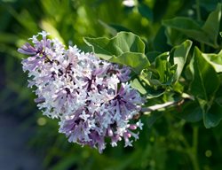 Syringa Pubescens, Miss Kim Lilac, Patula, Lavender Flower
Alamy Stock Photo
Brooklyn, NY