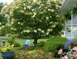 Syringa Reticulate, Ivory Silk, Japanese Tree Lilac, Flowering Tree
Alamy Stock Photo
Brooklyn, NY