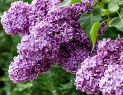 Syringa Vulgaris, Common Lilac, Purple Flower
Alamy Stock Photo
Brooklyn, NY
