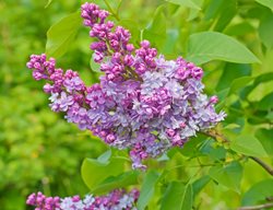 Syringa Vulgaris, Krasavitsa Moskvy, Beauty Of Moscow
Shutterstock.com
New York, NY