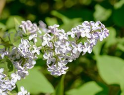 Syringa Vulgaris, Madame Lemoine French Lilac, White Flower
Shutterstock.com
New York, NY