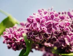 Syringa Vulgaris, Sensation, Purple And White Flower
Shutterstock.com
New York, NY
