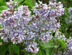 Syringa Vulgaris, Wedgewood Blue Lilac, Blue Flower
Alamy Stock Photo
Brooklyn, NY