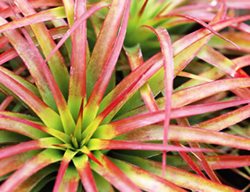 T. Brachycaulos
Garden Design
Calimesa, CA