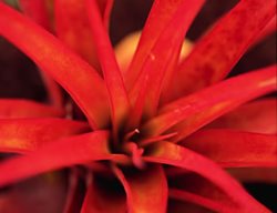 T. Capitata
Garden Design
Calimesa, CA