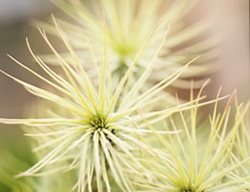 T. Funckiana
Garden Design
Calimesa, CA