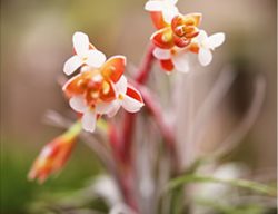 T. Leonamiana
Garden Design
Calimesa, CA