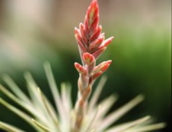 T. Vernicosa
Garden Design
Calimesa, CA