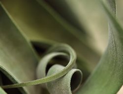 T. Xerographica
Garden Design
Calimesa, CA