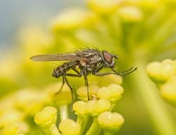 Tachind Fly
Shutterstock.com
New York, NY