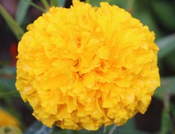Tagetes Erecta, First Lady Marigold, Yellow Flower
Shutterstock.com
New York, NY