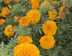 Tagetes Erecta, Moonsong, Orange Marigold
Shutterstock.com
New York, NY