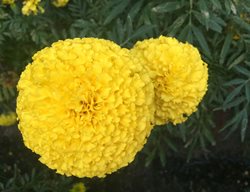 Tagetes Erecta, Moonstruck Yellow, Marigold Flower
Shutterstock.com
New York, NY