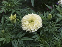 Tagetes Erecta, Vanilla Marigold, White Flower
Millette Photomedia
