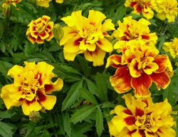 Tagetes Patula, Aurora Yellow Fire, Marigold Flower
Millette Photomedia
